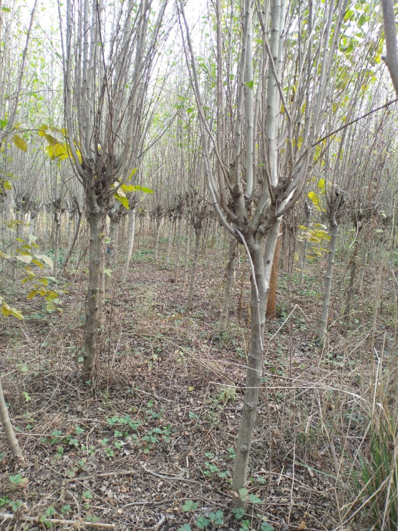 木槿平条基地大量低价直销木槿3-6公分及工程用苗