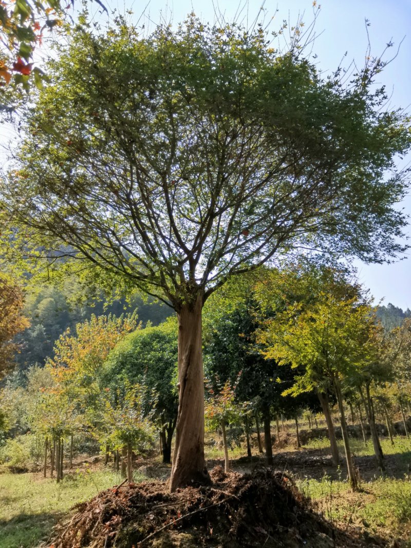 红枫