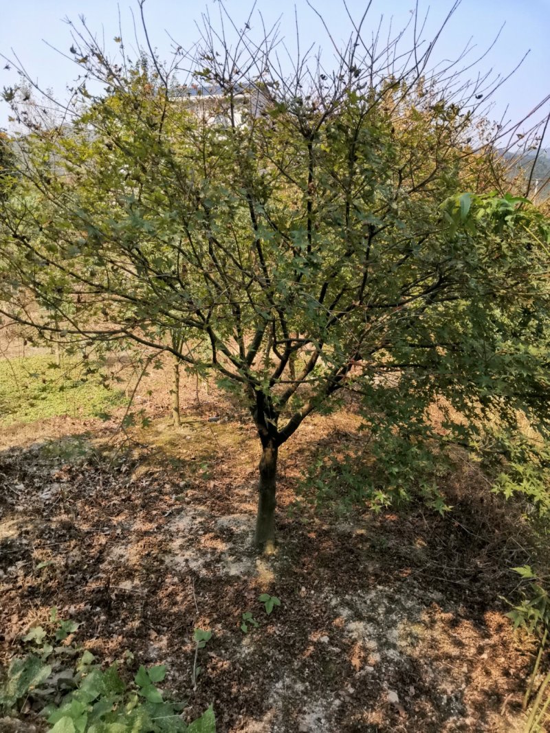 红枫