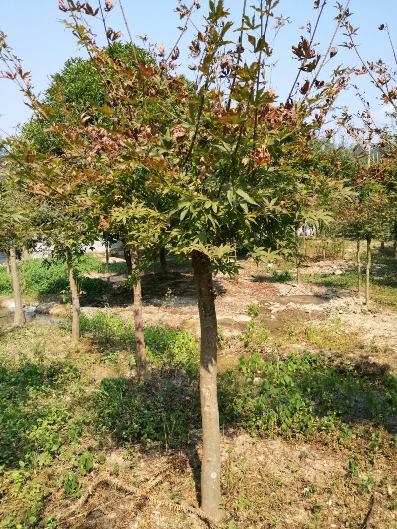 红枫