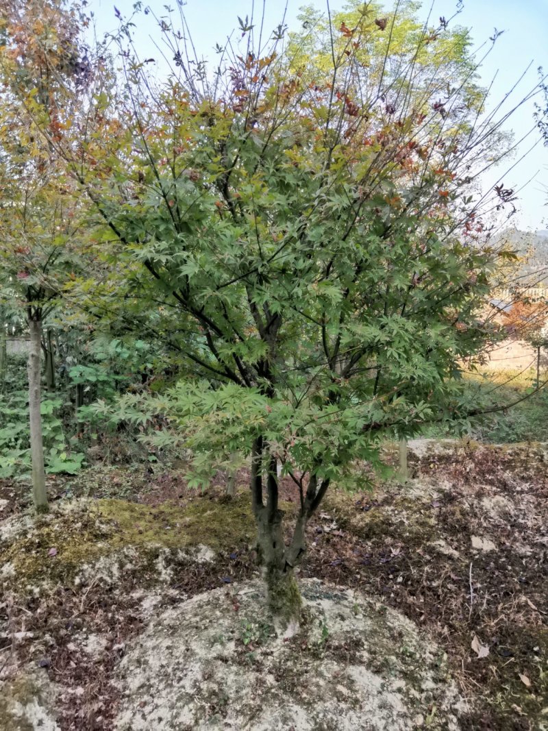 红枫