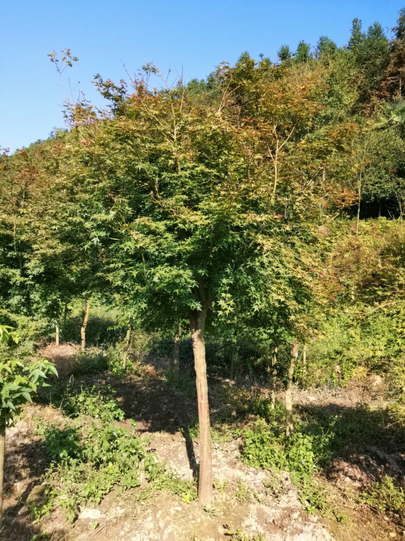 红枫