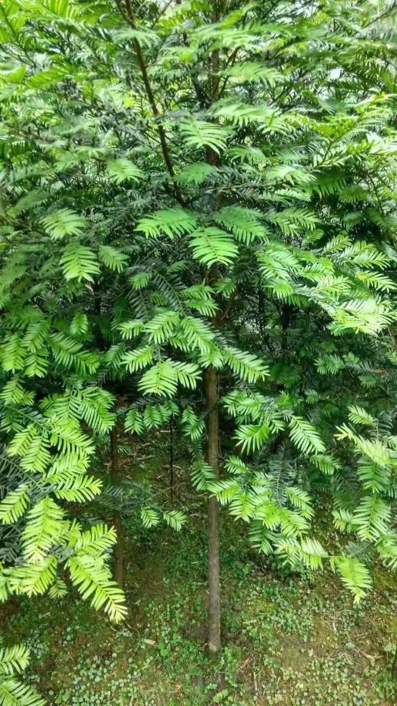 南方红豆杉30量3公分南方红豆杉苗成活率高欢迎咨询