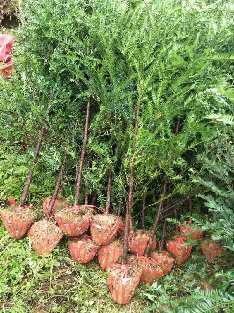 南方红豆杉30量3公分南方红豆杉苗成活率高欢迎咨询