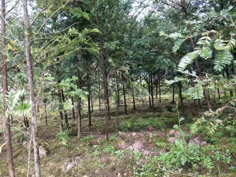 南方红豆杉30量3公分南方红豆杉苗成活率高欢迎咨询