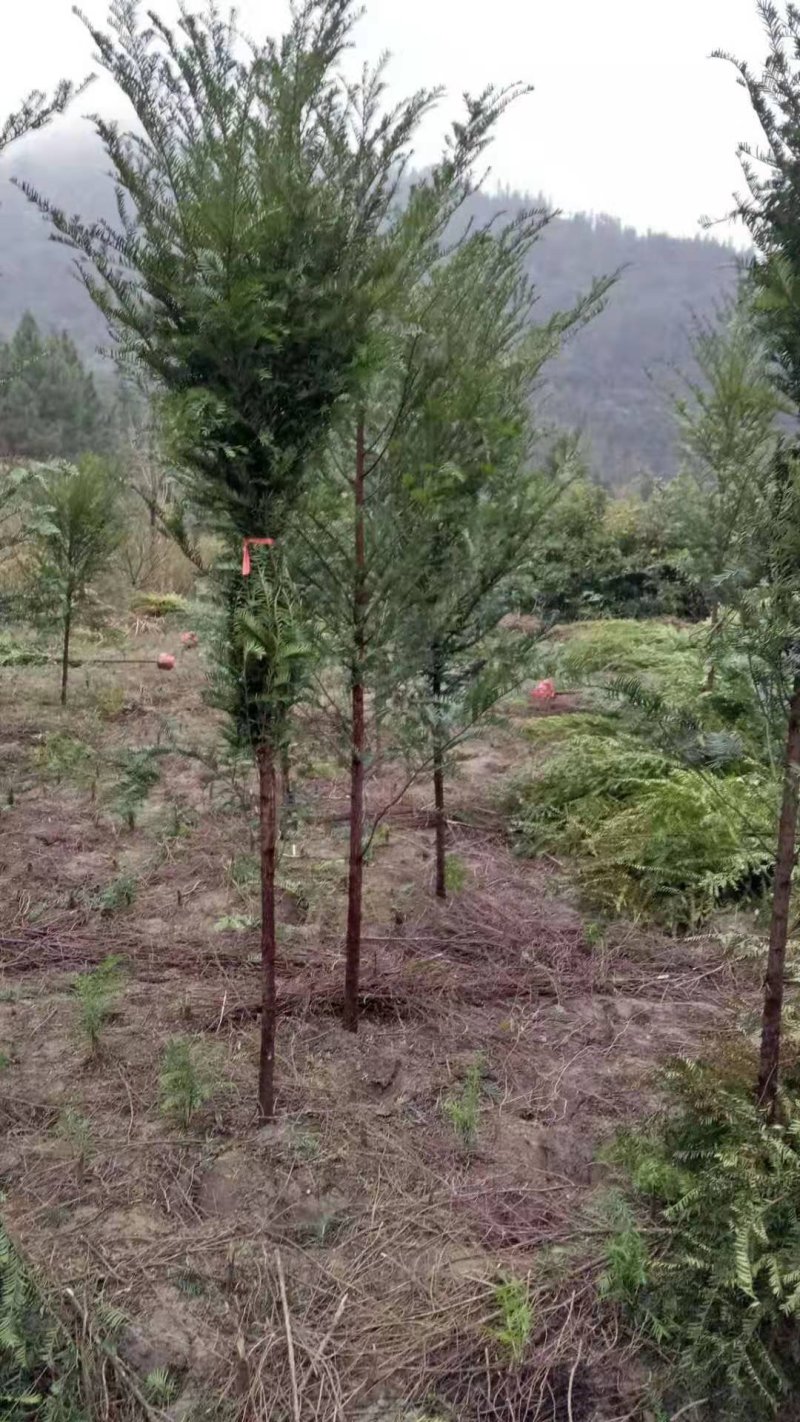 南方红豆杉30量3公分南方红豆杉苗成活率高欢迎咨询