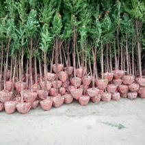 南方红豆杉30量3公分南方红豆杉苗成活率高欢迎咨询