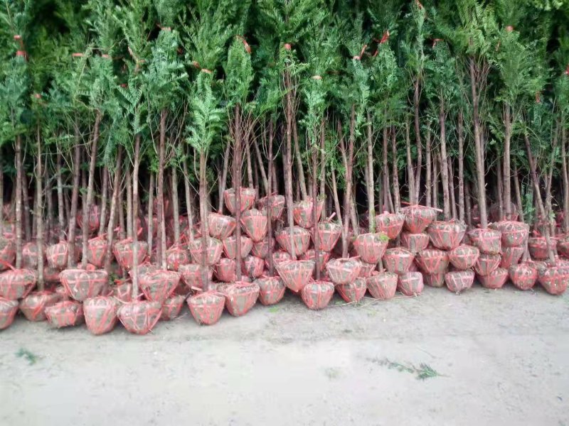 南方红豆杉30量3公分南方红豆杉苗成活率高欢迎咨询