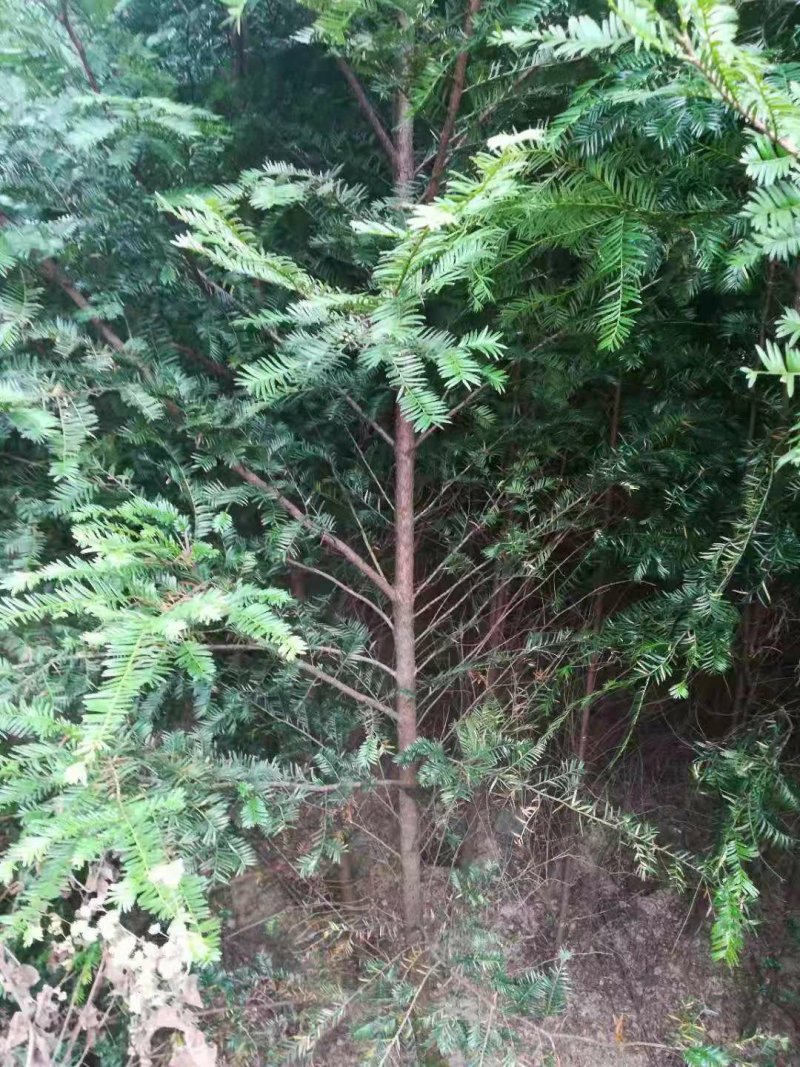 南方红豆杉30量3公分南方红豆杉苗成活率高欢迎咨询