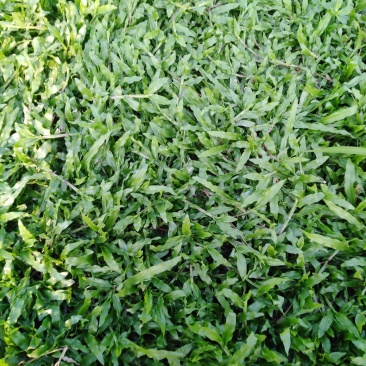大叶油草皮，马尼拉草皮