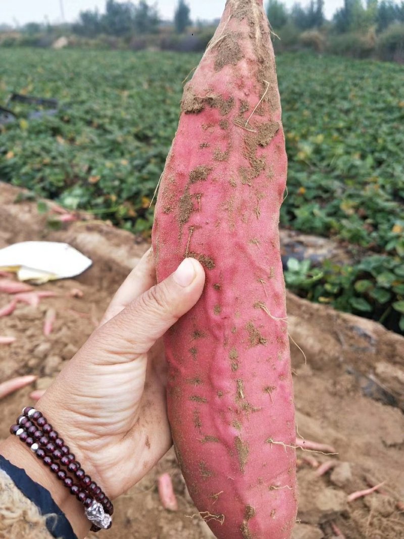 红薯包装箱