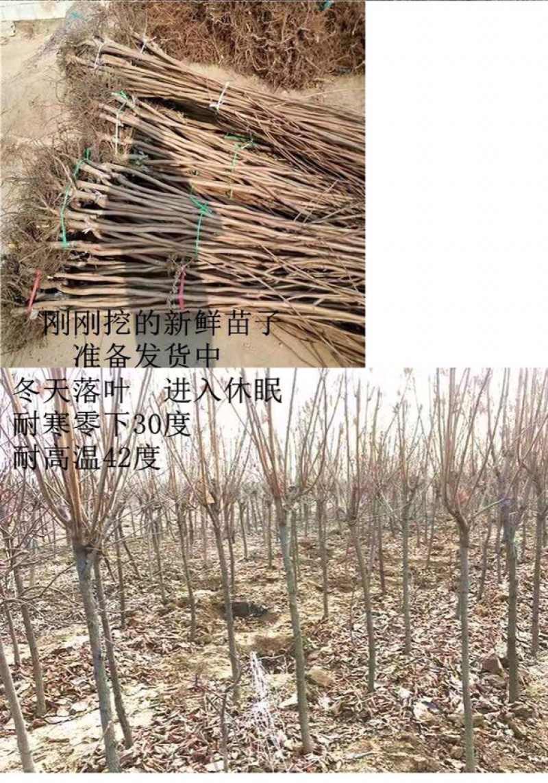 【新品种】柿子树，嫁接黑柿子树，可实地考察