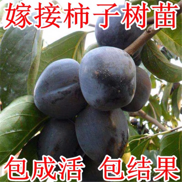 【新品种】柿子树，嫁接黑柿子树，可实地考察