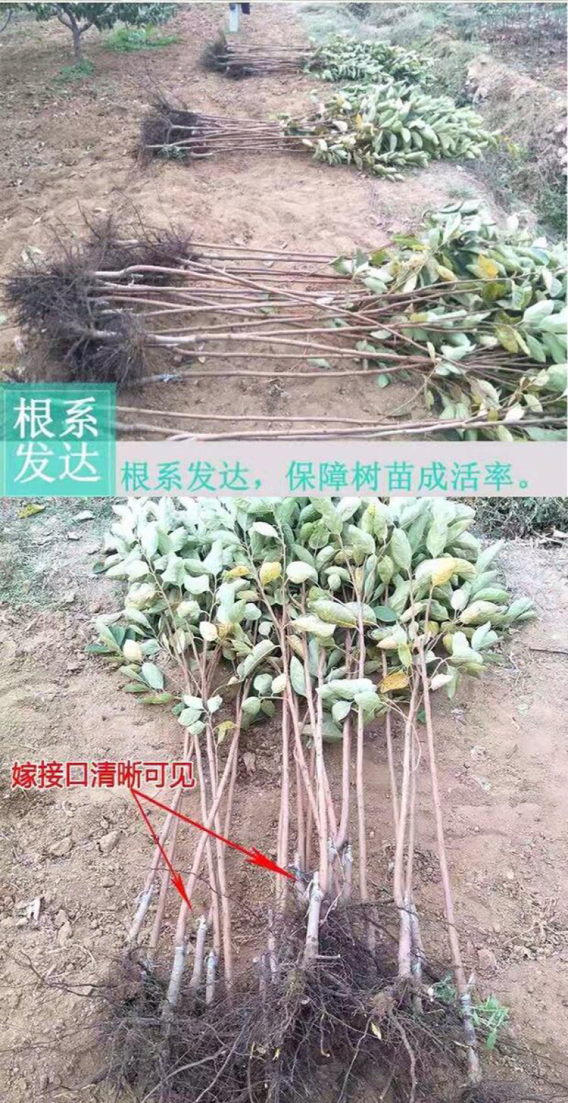 【新品种】柿子树，嫁接黑柿子树，可实地考察