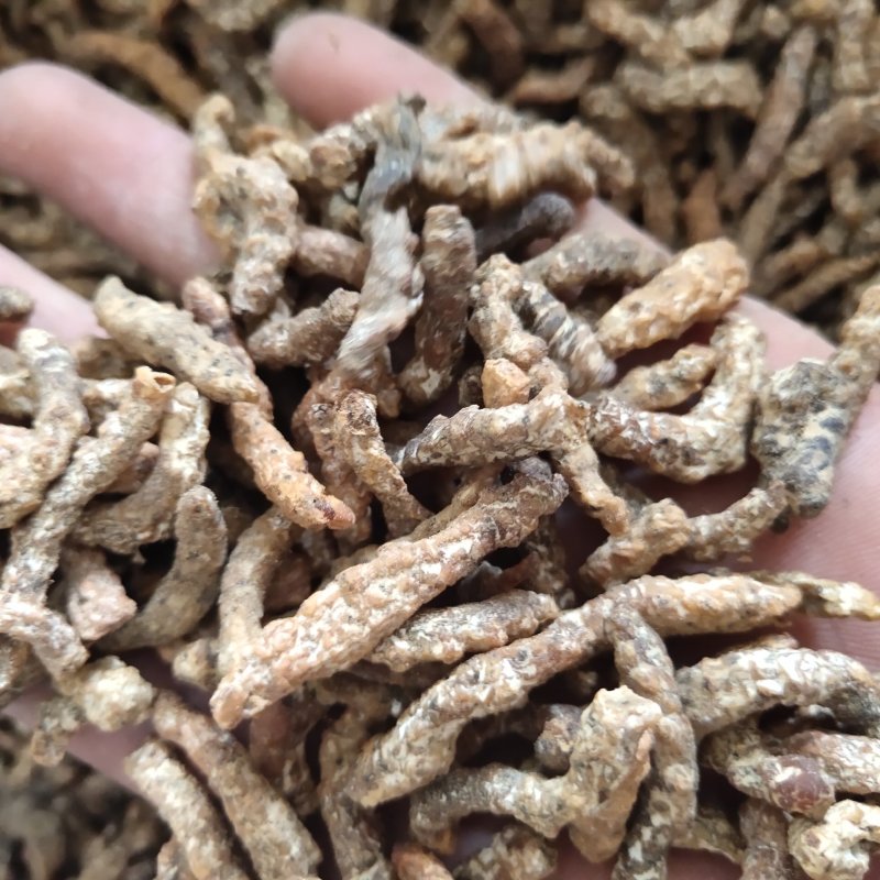 僵蚕麸僵蚕关书药业批发中药材规格齐全量大从优