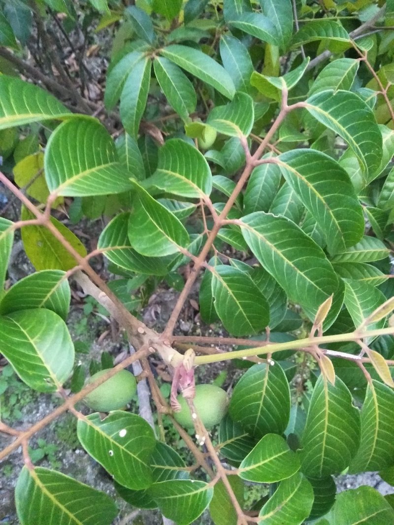 橄榄树苗(纯正品种三棯橄榄苗)原生苗嫁接(原土球发货)