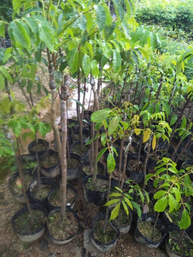橄榄树苗(纯正品种三棯橄榄苗)原生苗嫁接(原土球发货)
