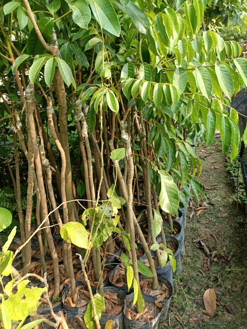 橄榄树苗(纯正品种三棯橄榄苗)原生苗嫁接(原土球发货)