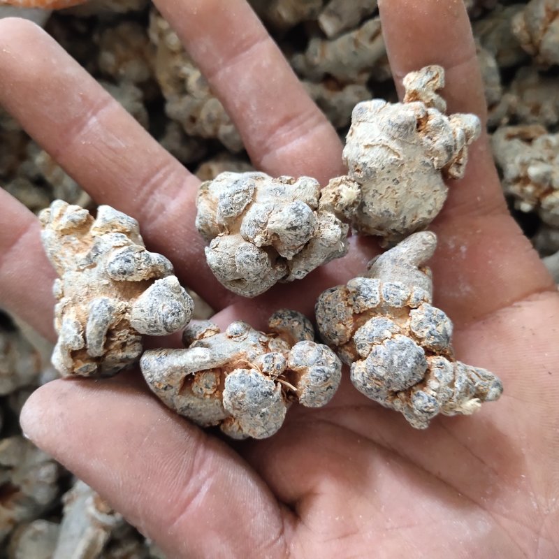 三七60头三七水洗可打粉关书药业批发中药材