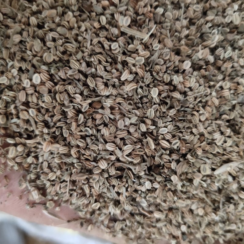 蛇床子精选关书药业