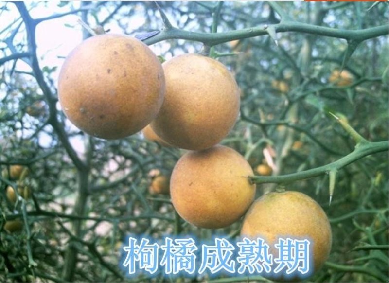 新采枸橘种子枳壳种子枸桔积壳籽橘子红橘种子嫁接砖木带刺篱