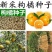 新采枸橘种子枳壳种子枸桔积壳籽橘子红橘种子嫁接砖木带刺篱