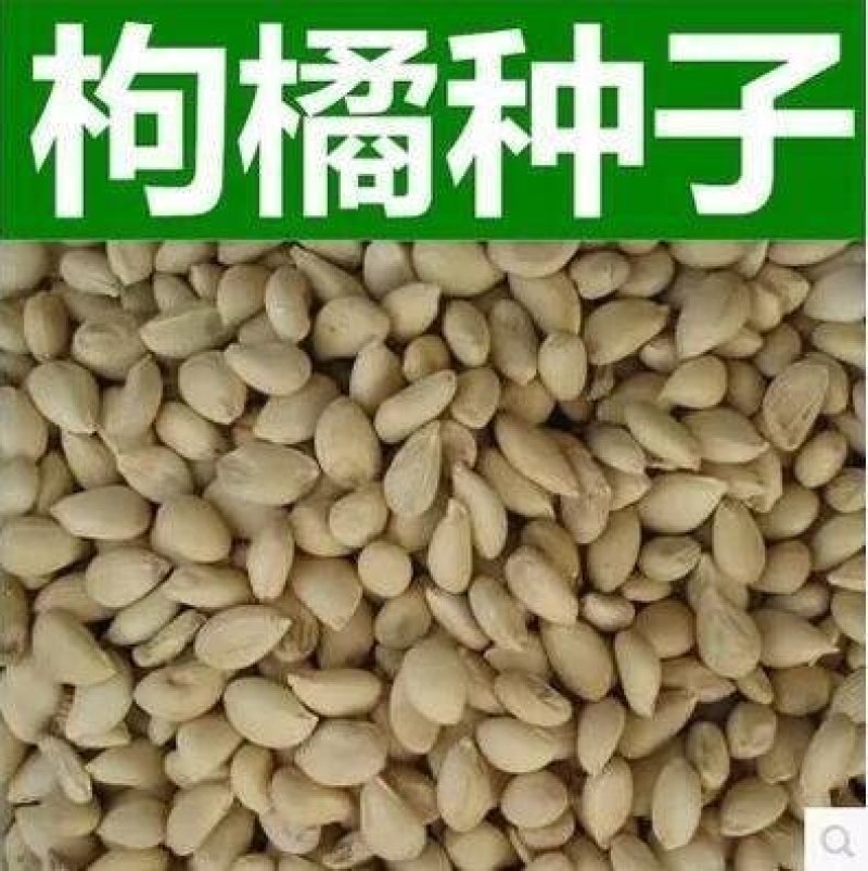 新采枸橘种子枳壳种子枸桔积壳籽橘子红橘种子嫁接砖木带刺篱