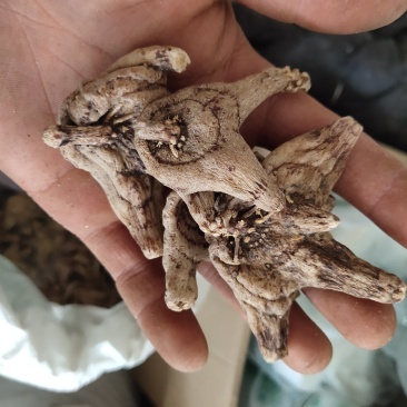 白芨白芨个大统货新货促销关书药业
