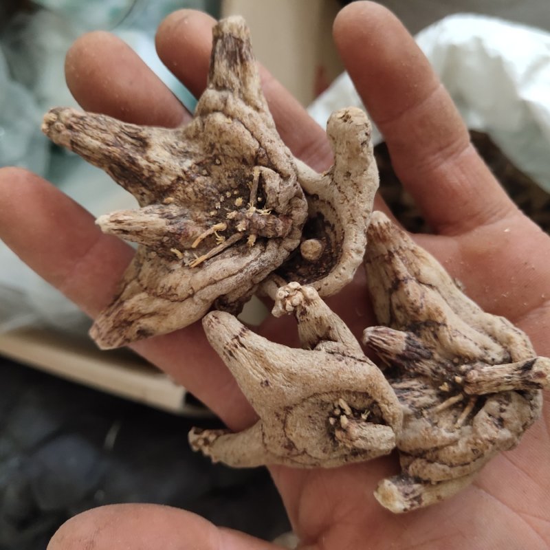 白芨白芨个大统货新货促销关书药业