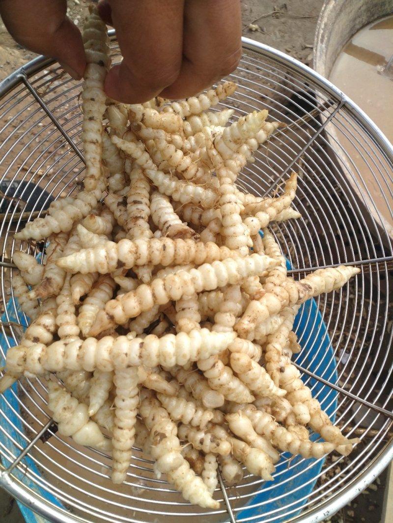 2019年精品螺丝菜销售大王