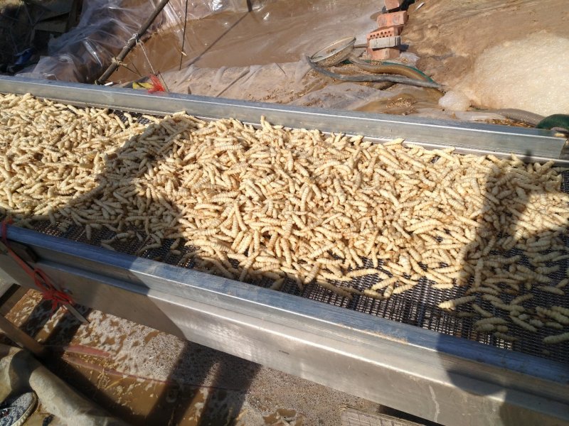 2019年精品螺丝菜销售大王