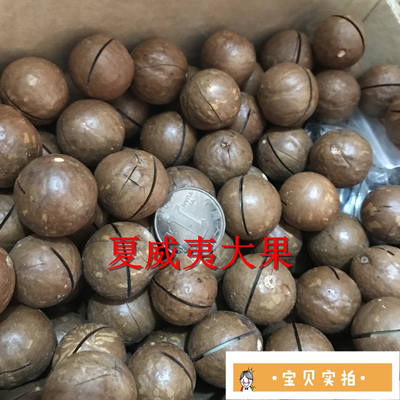 批发奶油味夏威夷果中大果一箱10斤无坏果质量保证一件代发