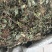 青天葵产地直供支持线上交易可搭配多品种采购大货联系