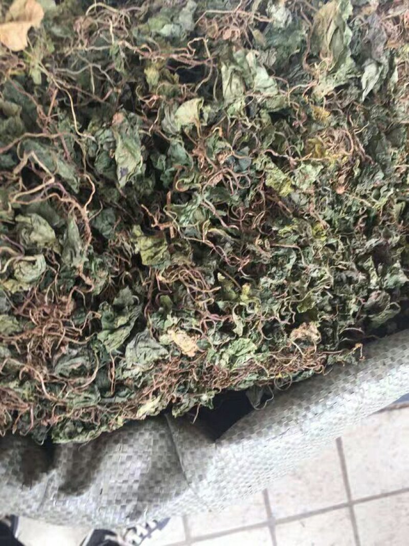青天葵产地直供支持线上交易可搭配多品种采购大货联系