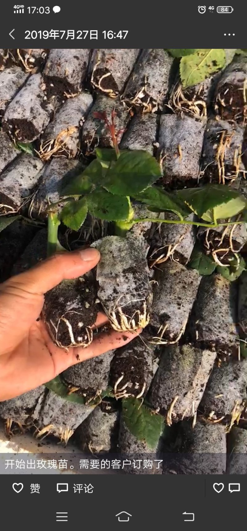 云南呈贡玫瑰花种苗，自产自销，成活率高，根系发达