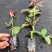 云南呈贡玫瑰花种苗，自产自销，成活率高，根系发达