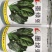 墨绿强菠菜种籽耐寒圆叶黑叶菠菜籽