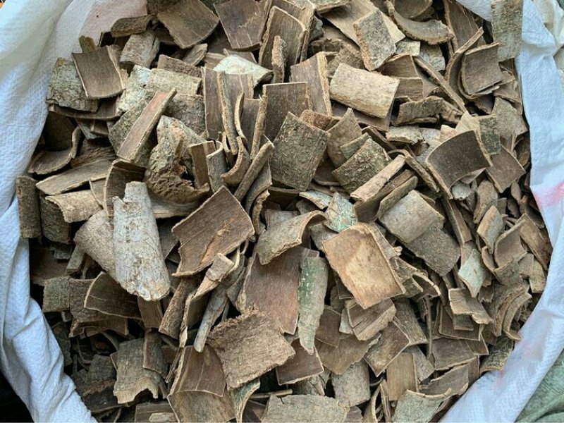 鸭脚木皮产地直供支持线上交易各种规格可搭配多品种采购