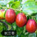 冬枣树苗枣树苗红枣和田枣树苗包品种包挂果量大