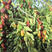 冬枣树苗枣树苗红枣和田枣树苗包品种包挂果量大