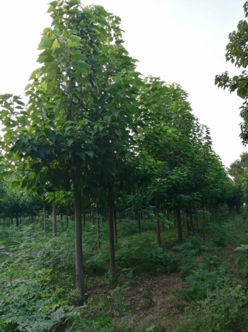 梓树各规格1-20大量供应