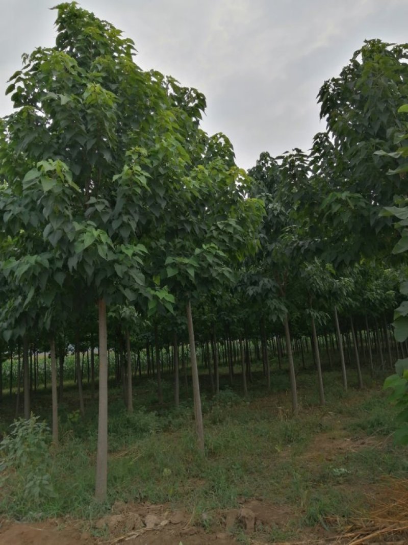 梓树各规格1-20大量供应