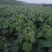 梓树各规格1-20大量供应