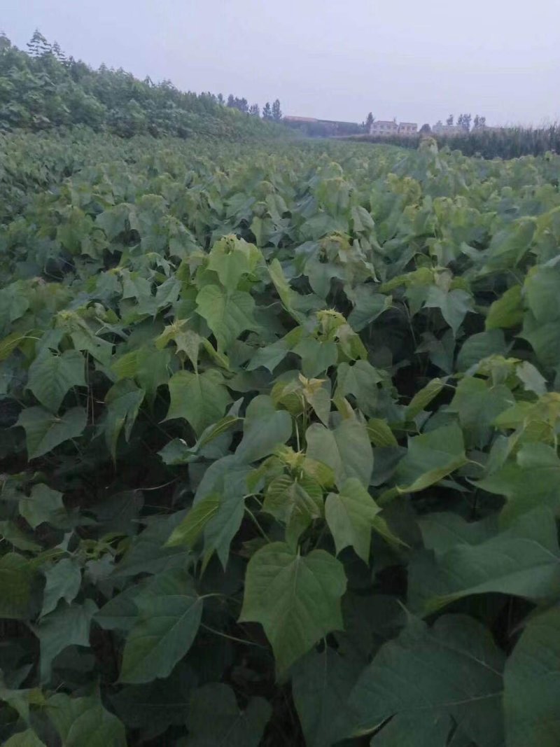 梓树各规格1-20大量供应