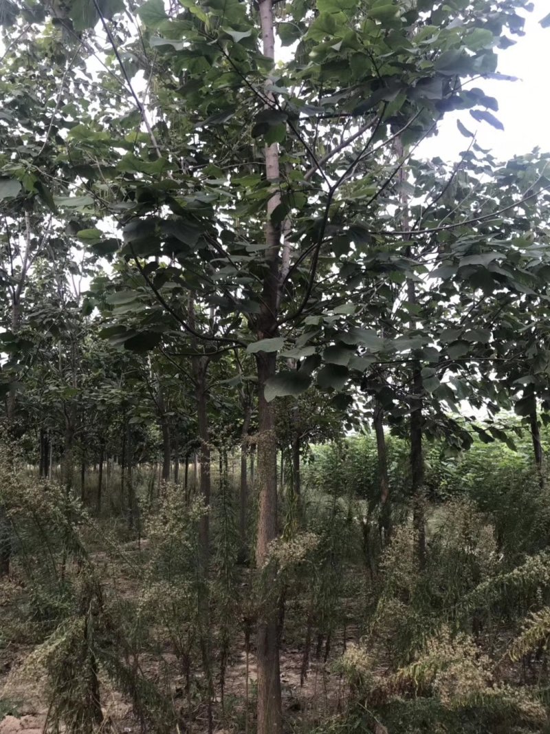 梓树各规格1-20大量供应