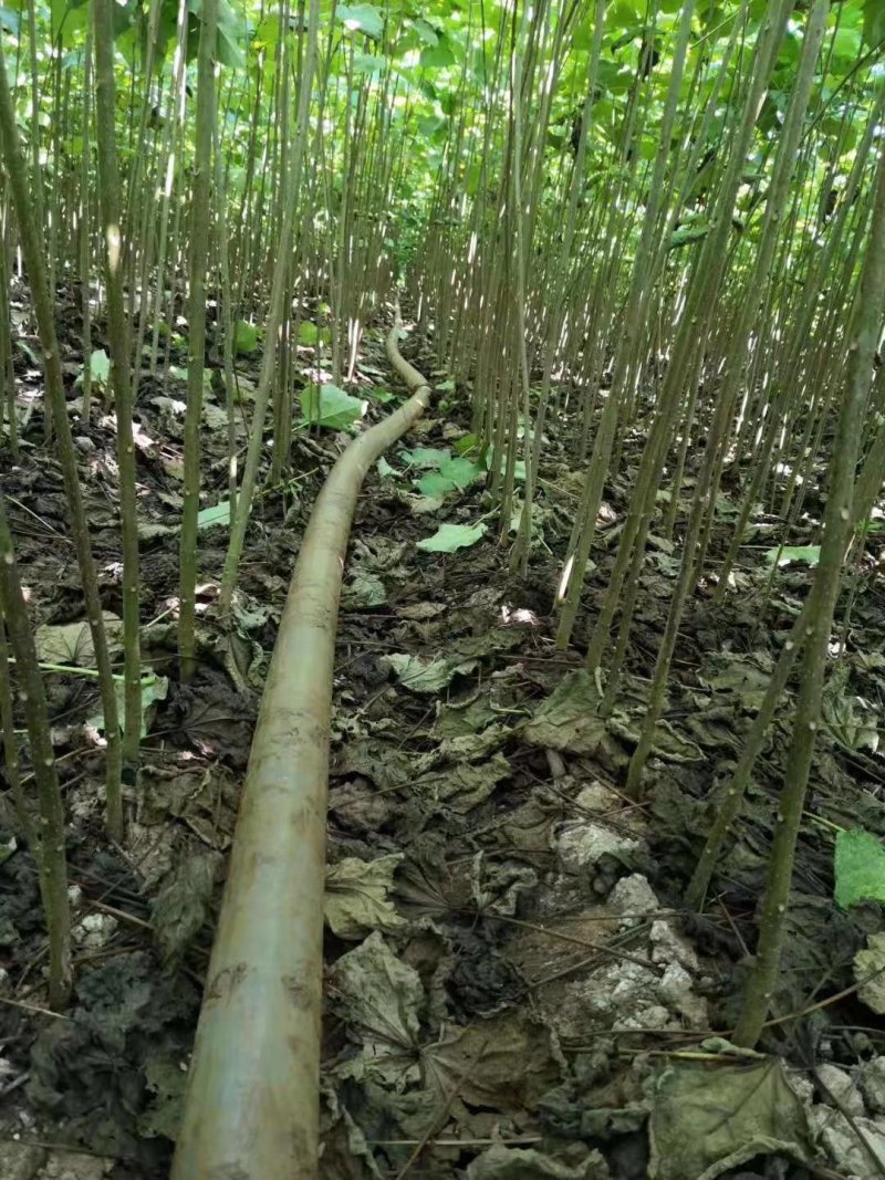梓树各规格1-20大量供应