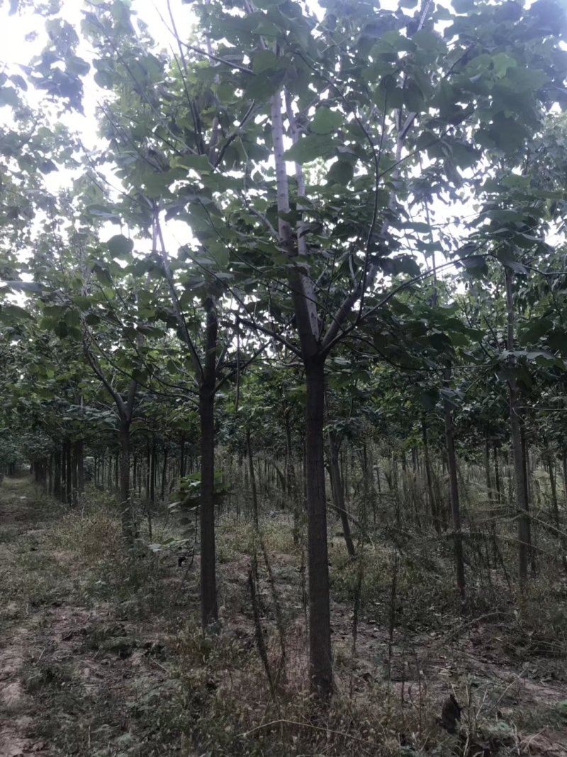 梓树各规格1-20大量供应