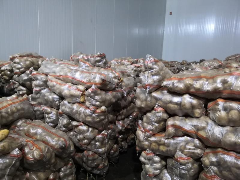 新疆巴里坤精品马铃薯兴佳2号品质保证产地直发可视频看货！