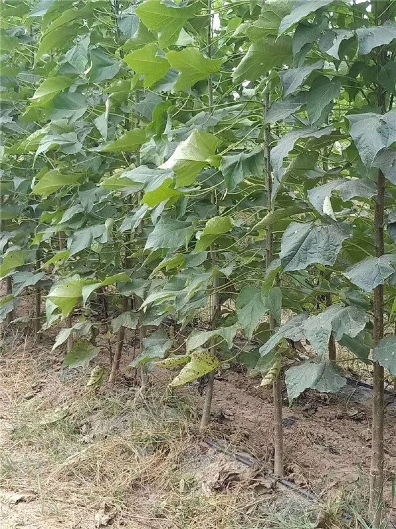 梓树各规格1-20大量供应