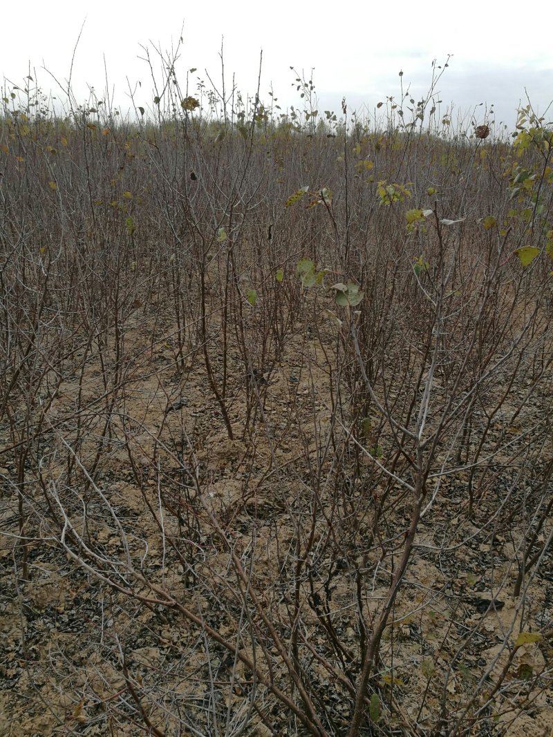 山杏苗(一年生二年生苗)